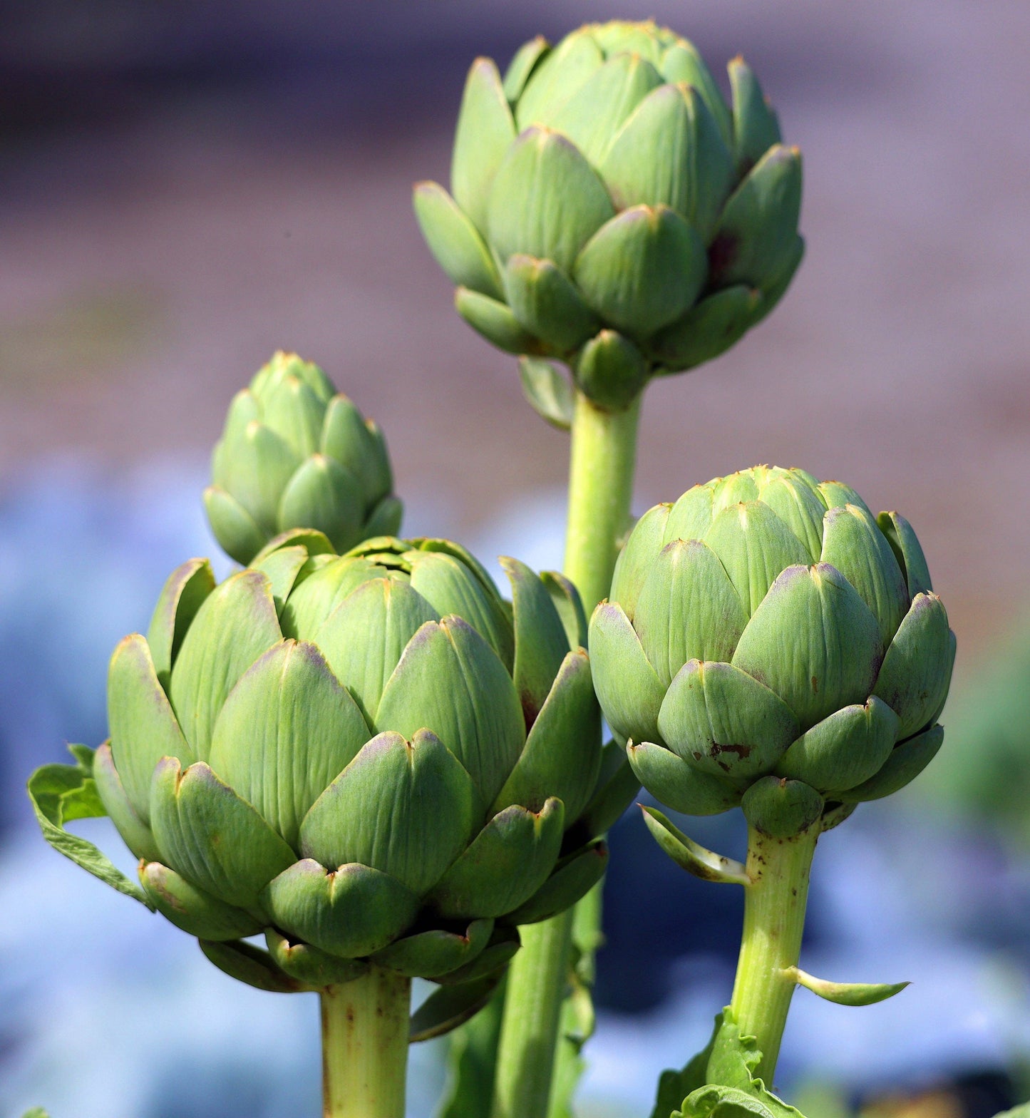 Artichoke-Green Globe 1863