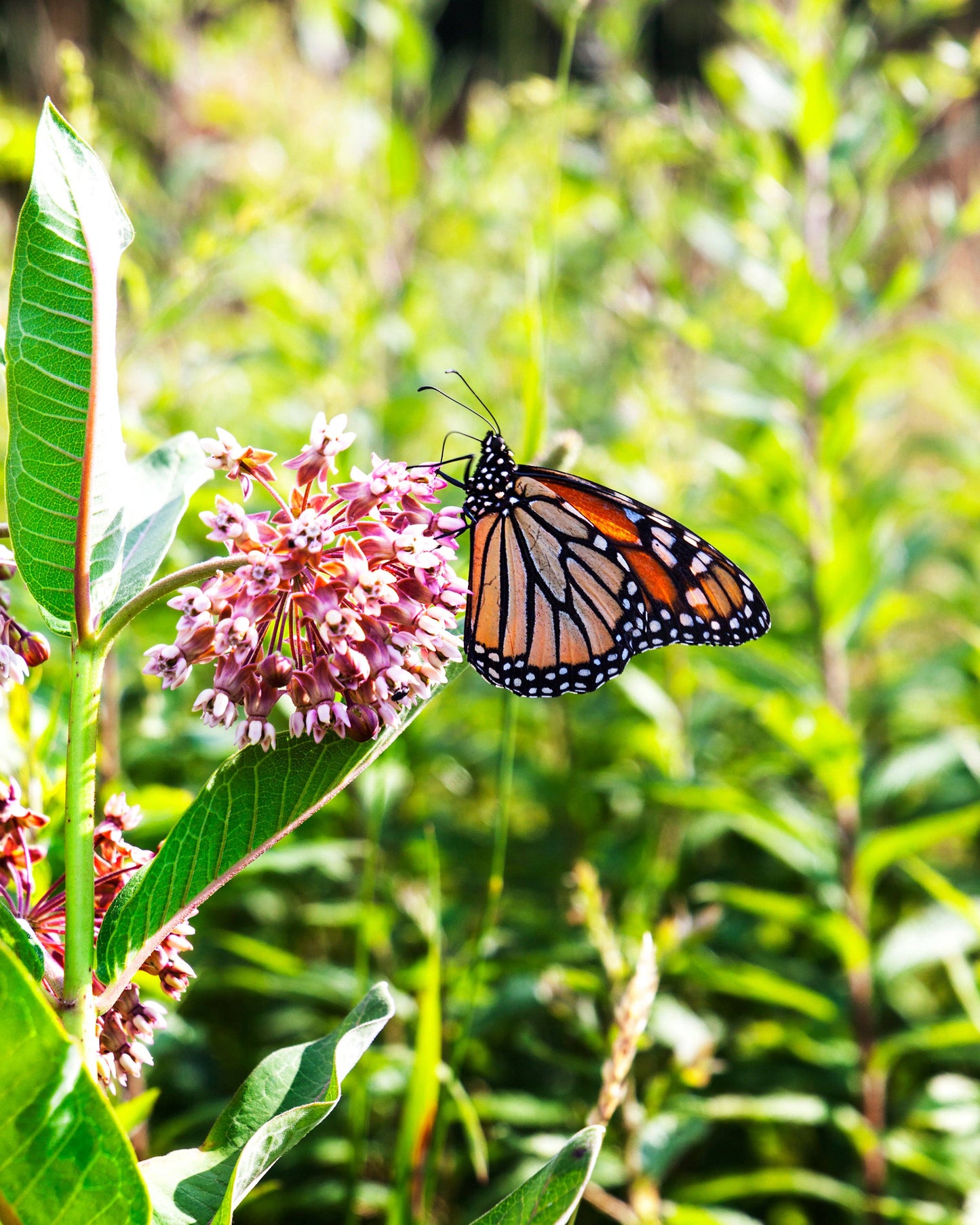 Milkweed, Common Seed Packets