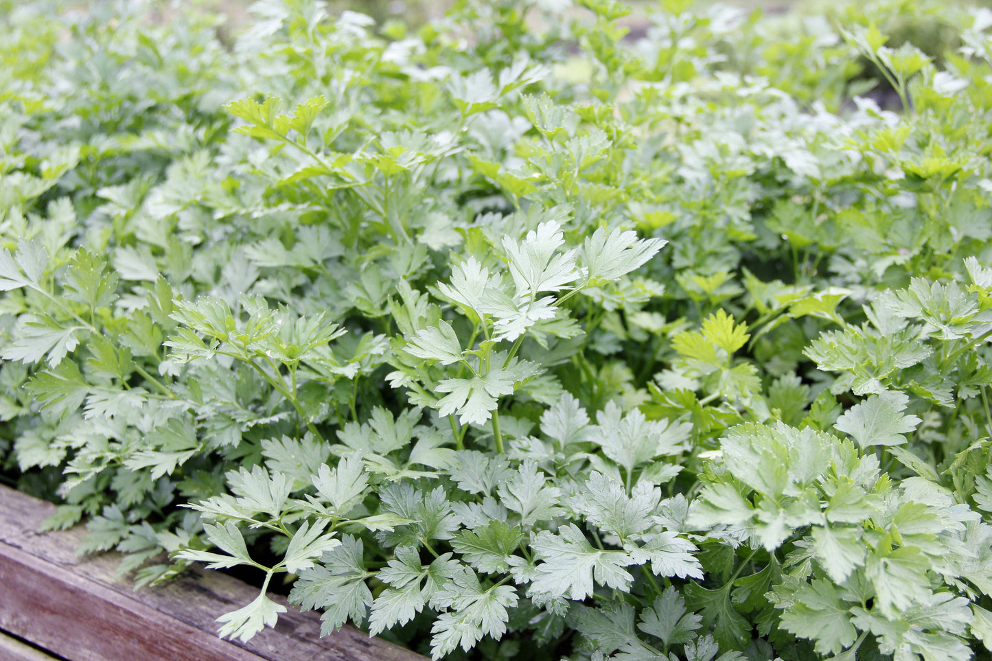 Cilantro, Slow Bolting Seed Packets