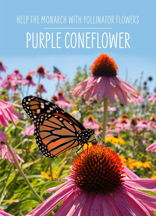 Help the Monarch Butterfly - Purple Coneflower Seed Packets