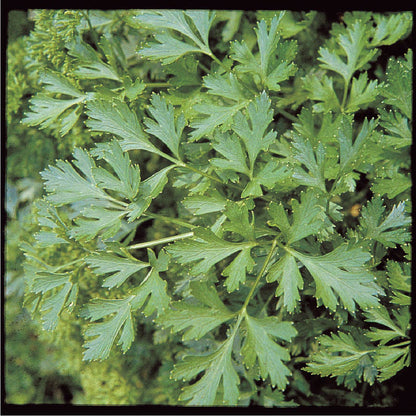 Parsley, Plain Italian Seed Packets