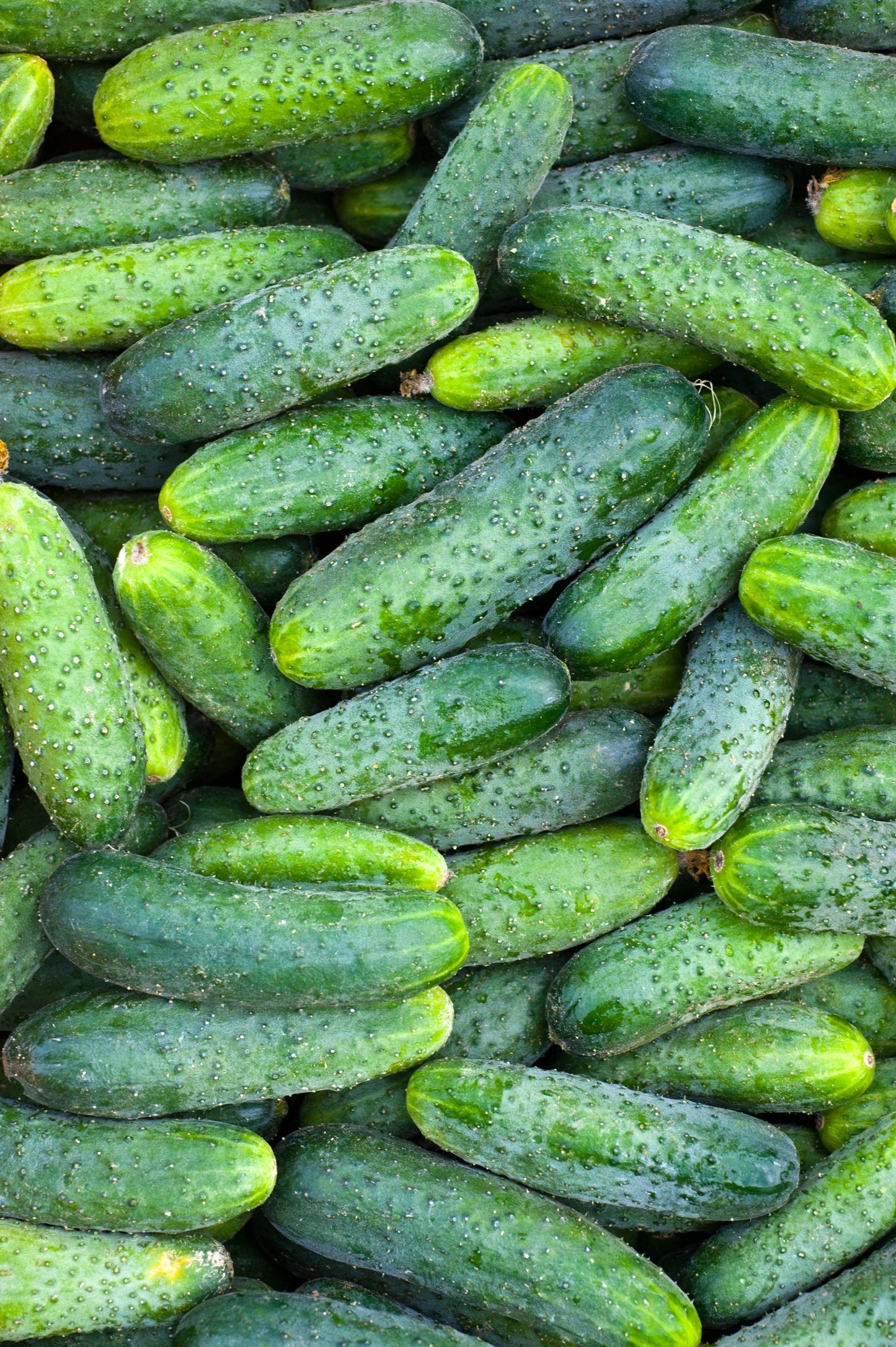 Cucumber, Boston Pickling Seed Packets