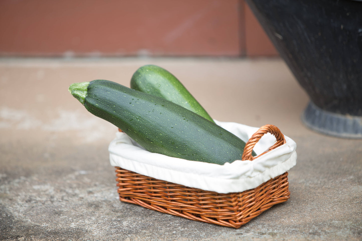 Zucchini-Black Beauty Squash 1957