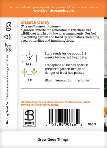 Shasta Daisy