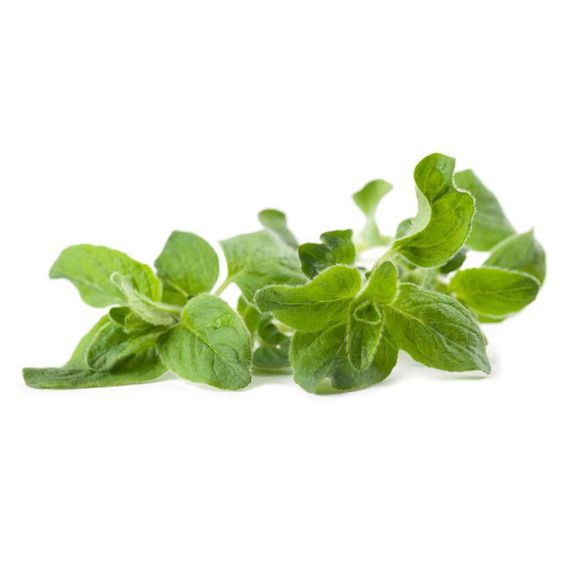 Oregano Seed Packets