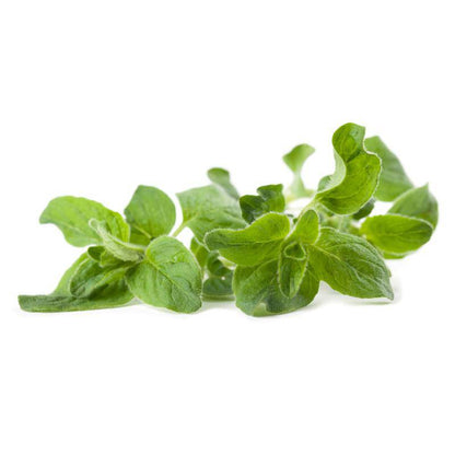 Oregano Seed Packets