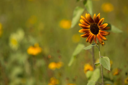 Sunflower, Autumn Beauty Seed Packets