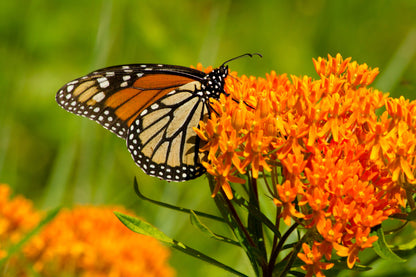Milkweed, Butterfly Seed Packets