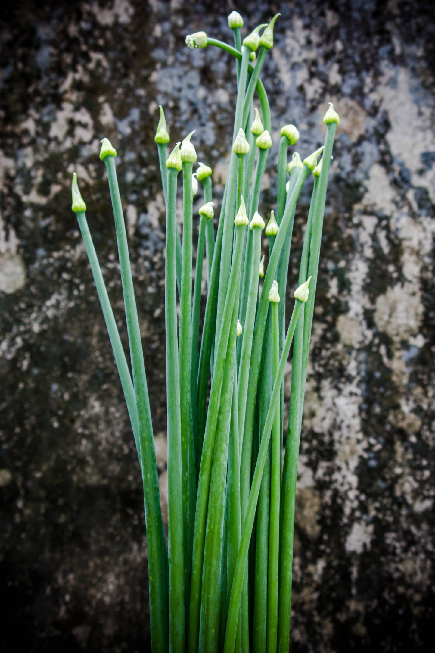 Garlic Chives Seed Packets
