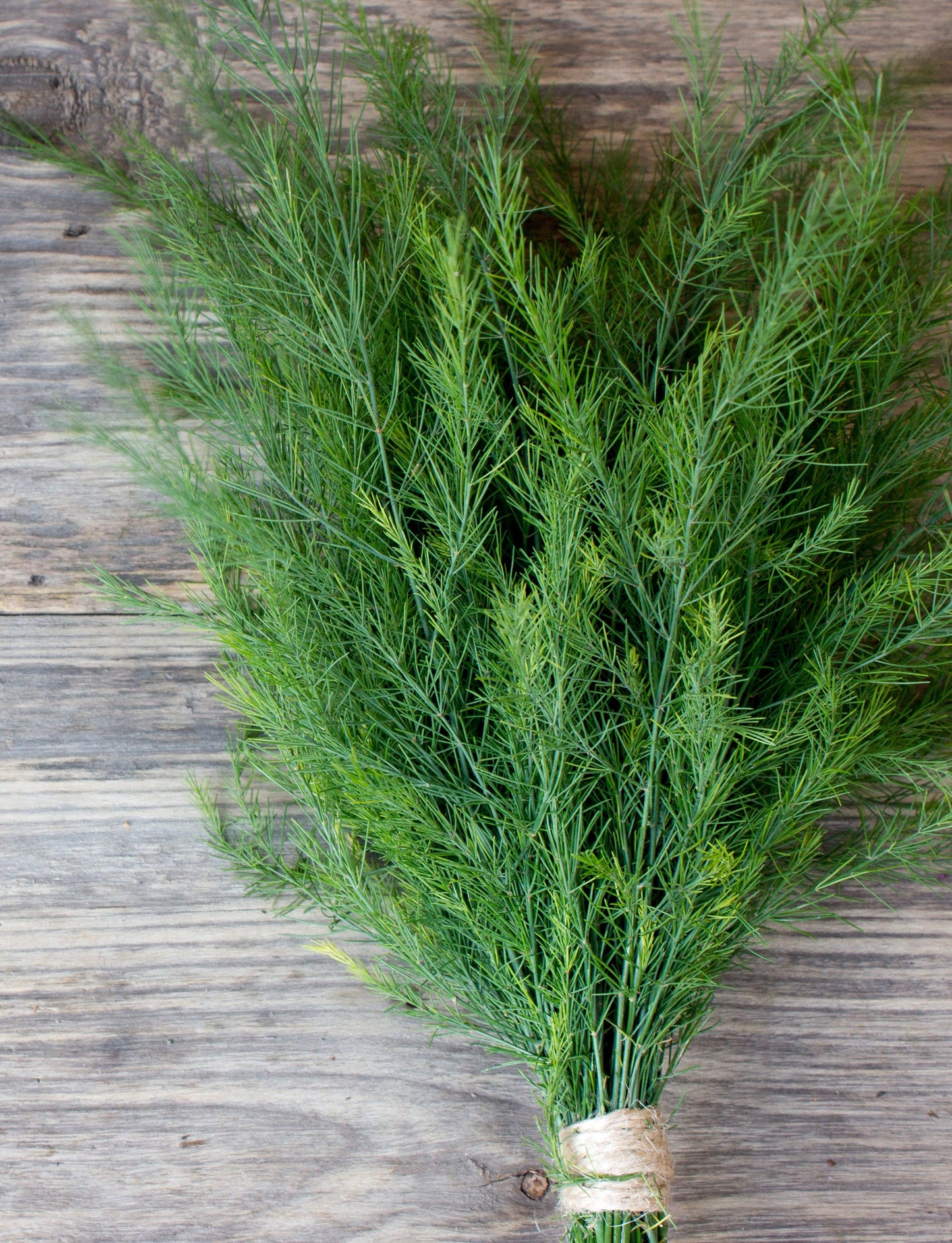 Dill, Long Island Mammoth Seed Packets
