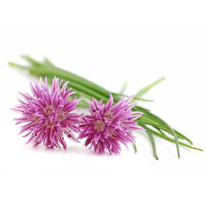 Chives Seed Packets