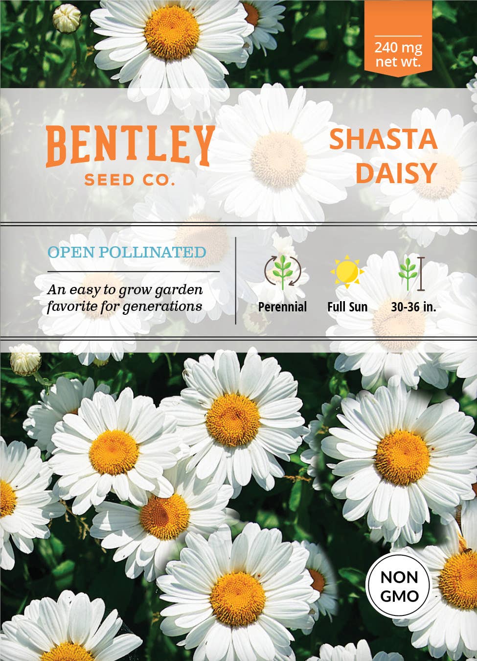 Shasta Daisy