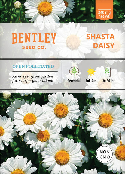 Shasta Daisy