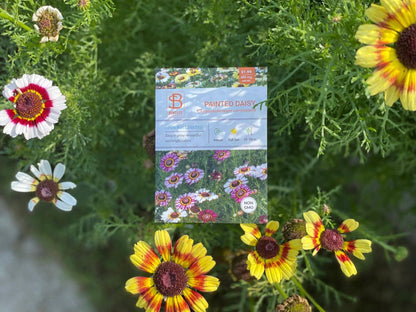 Daisy, Painted Daisy Seed Packets