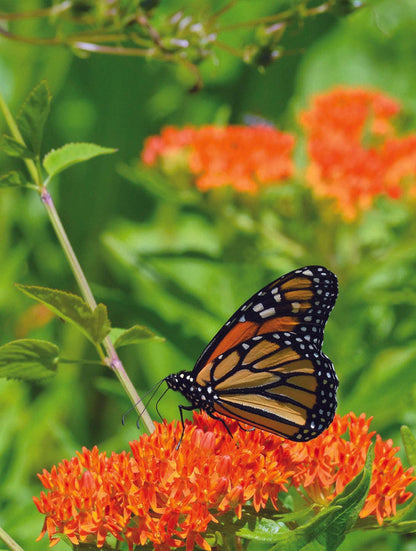 Milkweed, Butterfly Seed Packets