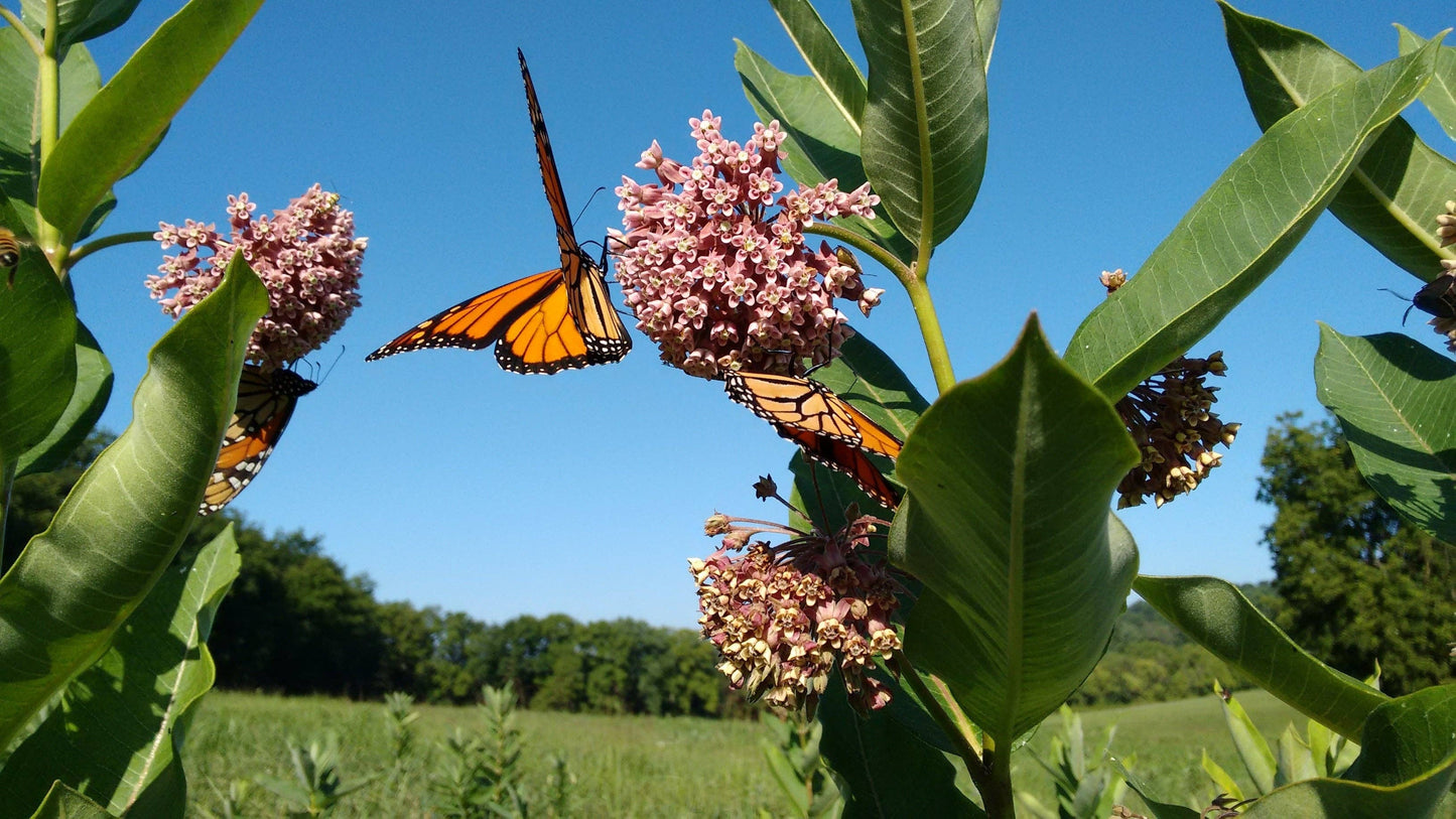 Milkweed, Common Seed Packets