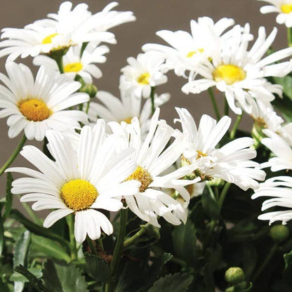 Shasta Daisy