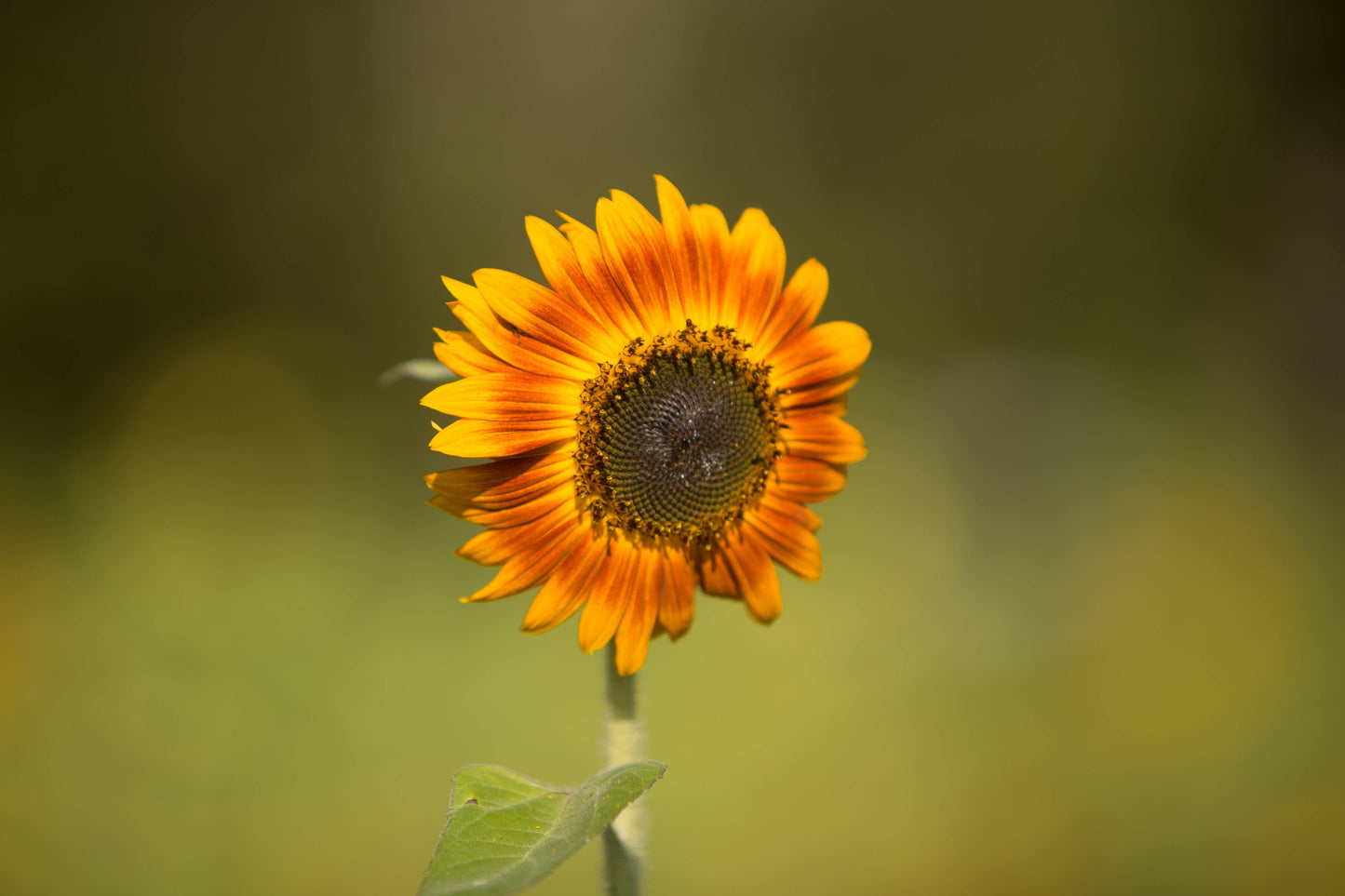 Sunflower, Autumn Beauty Seed Packets